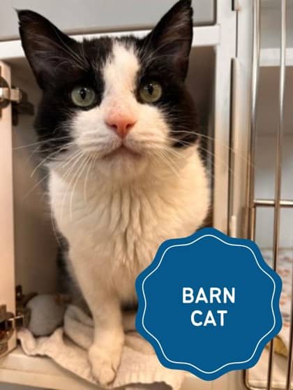 Frankie Bee - Domestic Shorthair/Mix available for adoption
