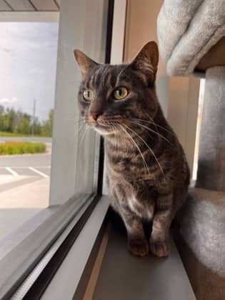 Ivy - Domestic Shorthair/Mix cat available for adoption in Ontario