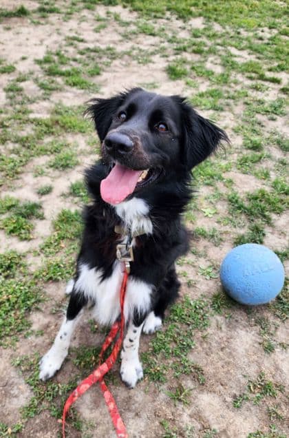 Marcus - Mixed Breed, Large (over 44 lbs fully grown)/Mix available for adoption