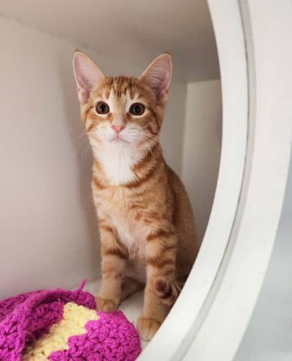 Magenta - Domestic Shorthair/Mix available for adoption