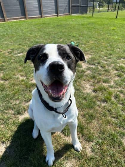 Ben - Mixed Breed, Large (over 44 lbs fully grown)/Mix available for adoption in Ontario