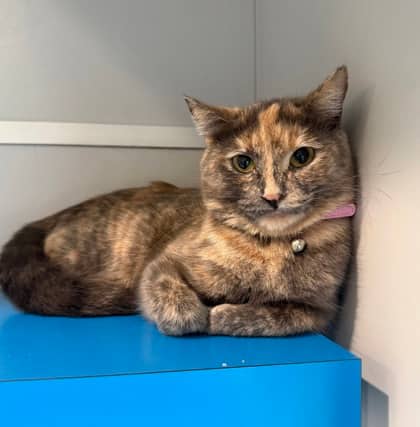 Suki - Domestic Shorthair cat available for adoption at North Bay & District Humane Society in North Bay