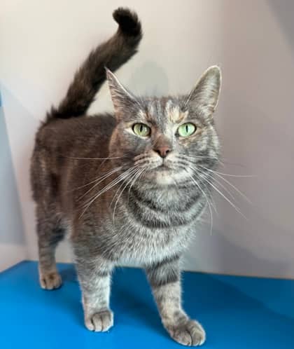Dolly Parton - Domestic Shorthair available for adoption