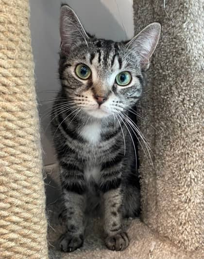 Fig - Domestic Shorthair cat available for adoption at North Bay & District Humane Society in North Bay