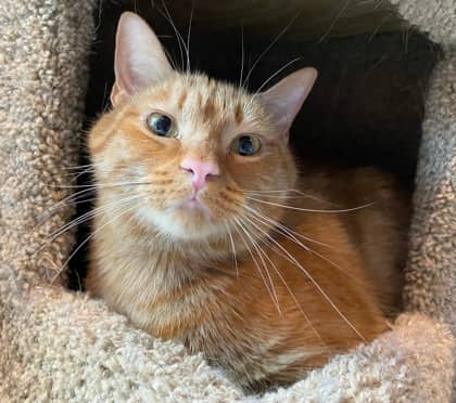 Peanut - Domestic Shorthair cat available for adoption at North Bay & District Humane Society in North Bay