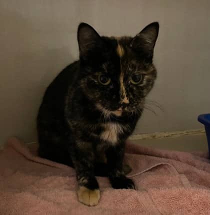 Tiger Shark - Domestic Shorthair available for adoption