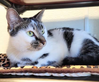 Lummi - Domestic Shorthair available for adoption