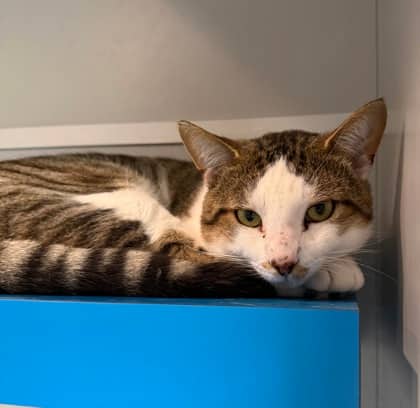 Baby - Domestic Shorthair available for adoption