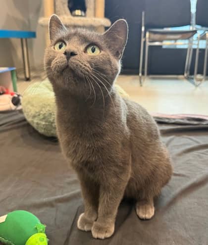 Sapphire - Domestic Shorthair available for adoption