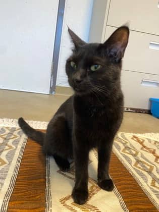 Posey - Domestic Shorthair available for adoption