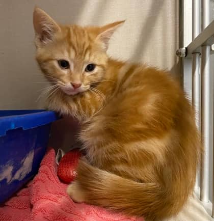 Simba - Domestic Shorthair cat available for adoption at North Bay & District Humane Society in North Bay