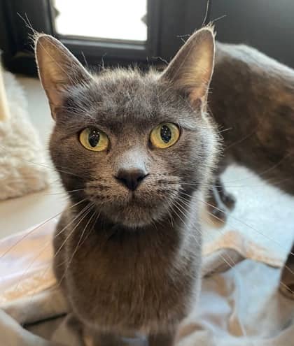 Loretta - Domestic Shorthair cat available for adoption at North Bay & District Humane Society in North Bay