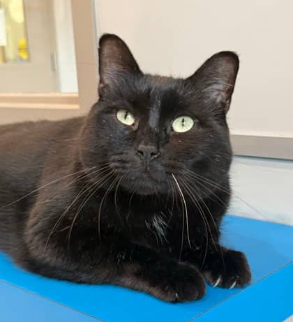 Mow Mow - Domestic Shorthair cat available for adoption at North Bay & District Humane Society in North Bay