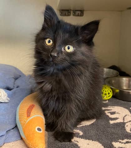 Marnie - Domestic Medium Hair available for adoption