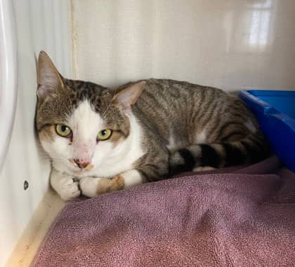 Baby - Domestic Shorthair cat available for adoption at North Bay & District Humane Society in North Bay