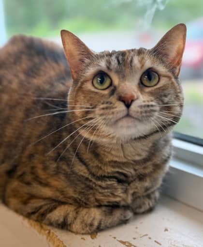 Viola - Domestic Shorthair cat available for adoption at North Bay & District Humane Society in North Bay