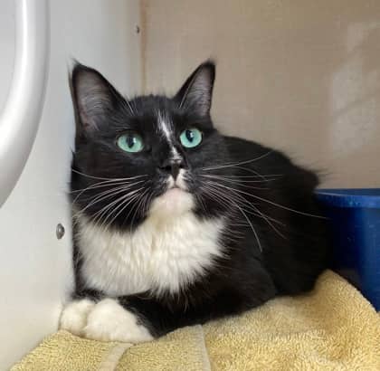 Cranberry - Domestic Medium Hair cat available for adoption at North Bay & District Humane Society in North Bay