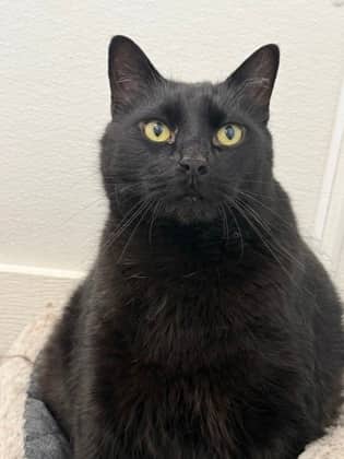Shade - Domestic Medium Hair available for adoption