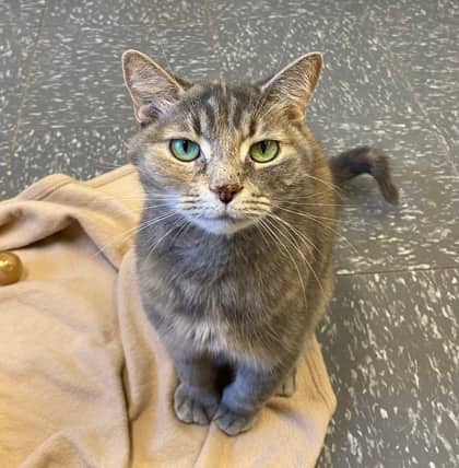 Minnie - Domestic Shorthair cat available for adoption at North Bay & District Humane Society in North Bay
