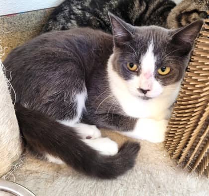 Banana Bread - Domestic Shorthair cat available for adoption at North Bay & District Humane Society in North Bay