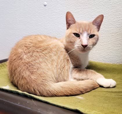 Martha - Domestic Shorthair cat available for adoption at North Bay & District Humane Society in North Bay