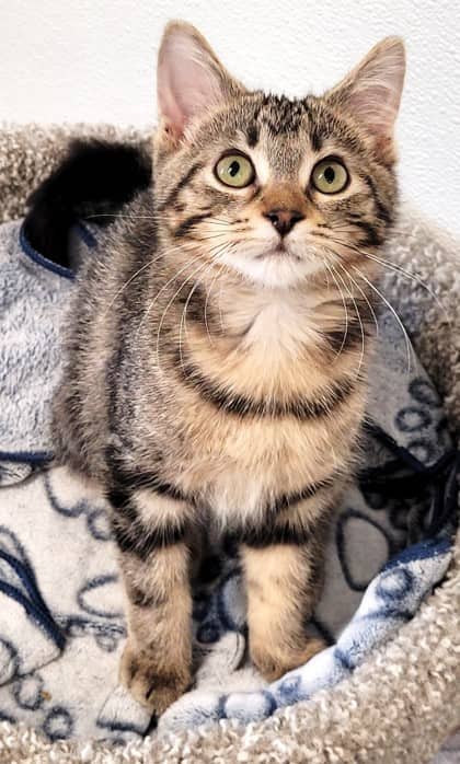 Luna - Domestic Medium Hair cat available for adoption at North Bay & District Humane Society in North Bay