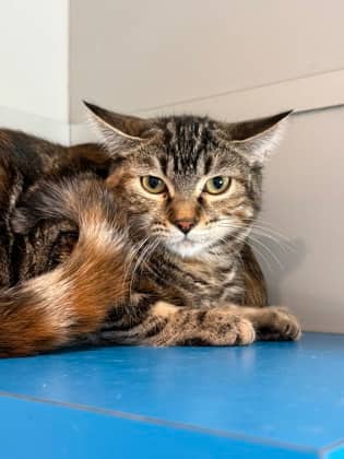 Winona - Domestic Shorthair cat available for adoption at North Bay & District Humane Society in North Bay