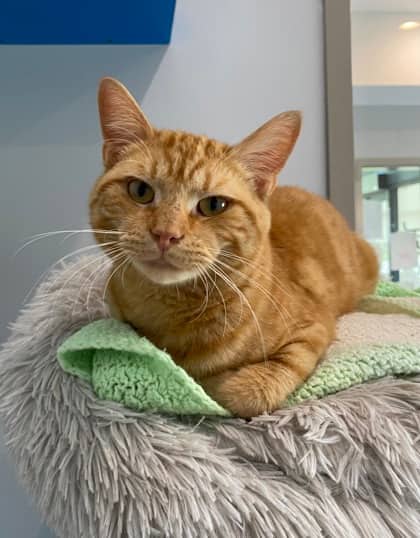 Jeff - Domestic Shorthair cat available for adoption in Calgary