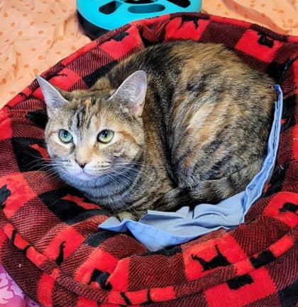 Viola - Domestic Shorthair cat available for adoption at North Bay & District Humane Society in North Bay