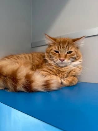 Cooper - Domestic Medium Hair cat available for adoption at North Bay & District Humane Society in North Bay