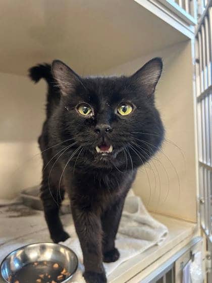 Chipmunk - Domestic Medium Hair available for adoption