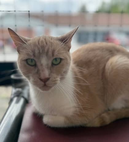 Martha - Domestic Shorthair cat available for adoption at North Bay & District Humane Society in North Bay