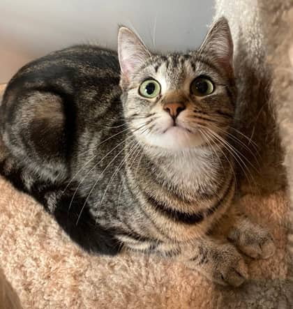 Pomegranate - Domestic Shorthair available for adoption