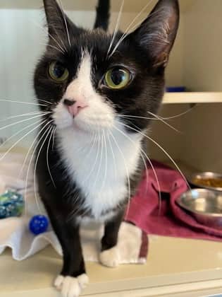 Sookie - Domestic Shorthair available for adoption