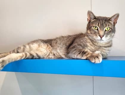 Otis - Domestic Shorthair available for adoption