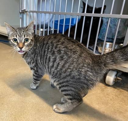 Seal - Domestic Shorthair available for adoption