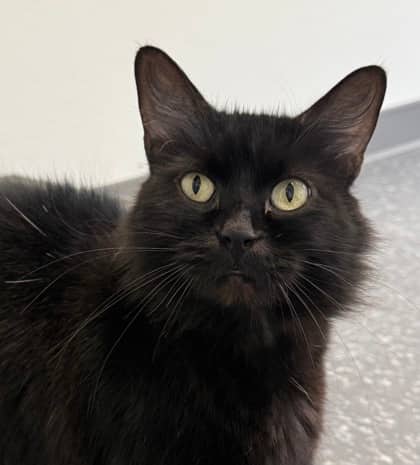 Skydancer - Domestic Medium Hair cat available for adoption at North Bay & District Humane Society in North Bay