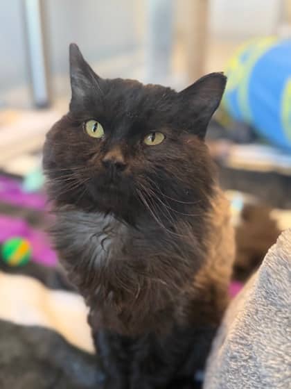 Reginald - Domestic Longhair available for adoption