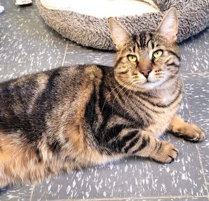 Jonah - Domestic Shorthair available for adoption