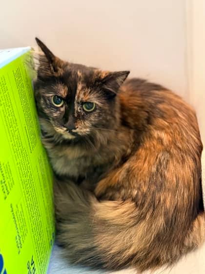 Marnie - Domestic Medium Hair cat available for adoption in Calgary