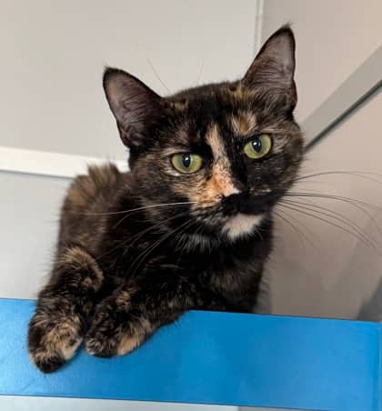 Squeeker - Domestic Medium Hair cat available for adoption at North Bay & District Humane Society in North Bay