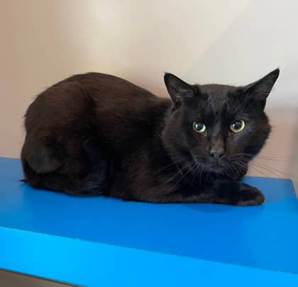 Prince - Domestic Shorthair cat available for adoption at North Bay & District Humane Society in North Bay