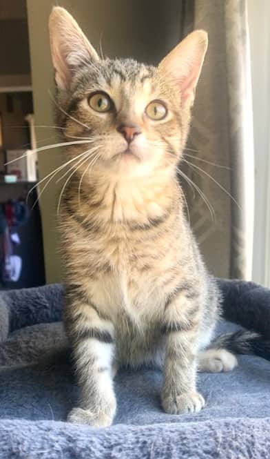 Peach - Domestic Shorthair available for adoption