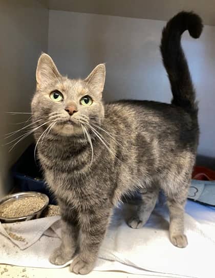 Dolly Parton - Domestic Shorthair available for adoption