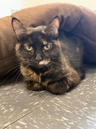 Maggie - Domestic Shorthair cat available for adoption at North Bay & District Humane Society in North Bay