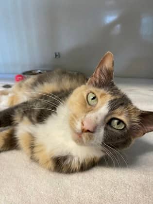 Scabbers - Domestic Shorthair available for adoption