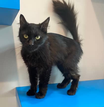 Beluga - Domestic Medium Hair available for adoption