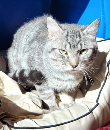 Bruiser - Domestic Medium Hair cat available for adoption at North Bay & District Humane Society in North Bay