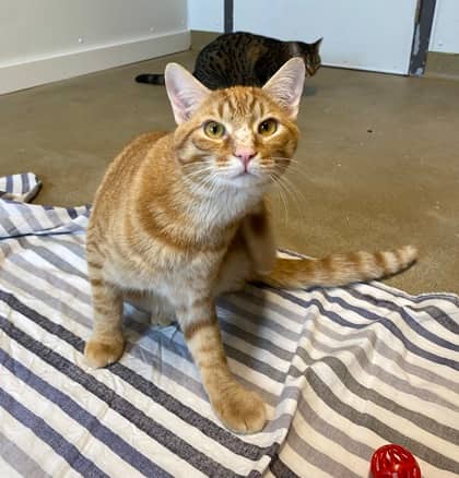Nash - Domestic Shorthair cat available for adoption at North Bay & District Humane Society in North Bay