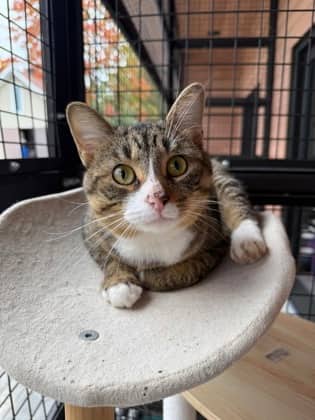 Jellyfish - Domestic Shorthair available for adoption